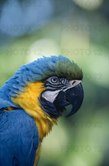 BIRDS, Single, Beak, "Brazil.  Blue and Yellow Macaw (Ara Ararauna), detail of head and beak of adult bird."