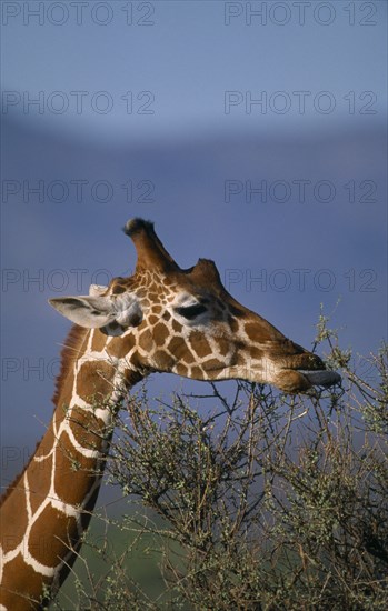 KENYA, Samburu, Animals, Reticulated Giraffe or Giraffa Camelopardalis.Single animal grazing on tree tops with view of head and neck.