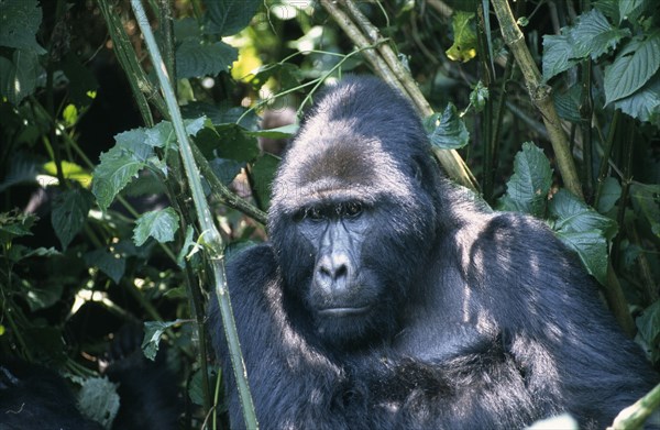 UGANDA, Bwindi Forest, Animals, "Mountain Gorilla (Gorilla Gorilla).  Single male sitting amongst vegetation with light shining off coat, head and shoulders.  "