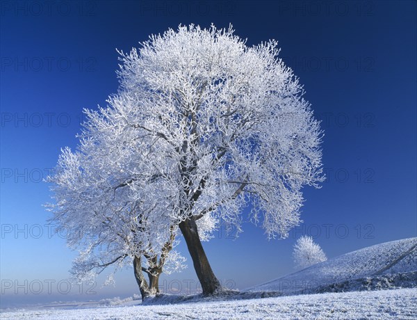 WEATHER, Winter, Snow, "Northern Ireland, Armagh. Navan Fort in Winter with two trees thickly covered with snow."