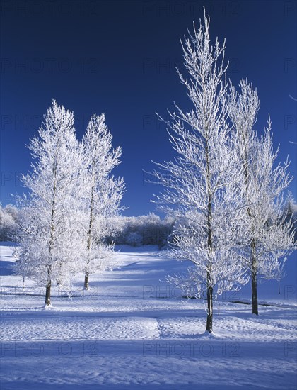 WEATHER, Winter, Snow, Ireland. Winter landscape near Monaghan Town with trees covered in snow.