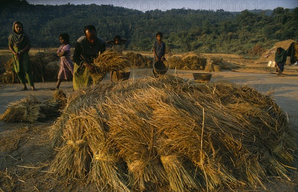 BANGLADESH, Agriculture, Rice Harvest, Man and young girls preparing bundles of rice for threshing.