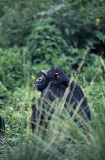 UGANDA, Kibale National Park, Chimpanzee (Pan Troglodytes).  Single adult male sitting amongst green vegetation.