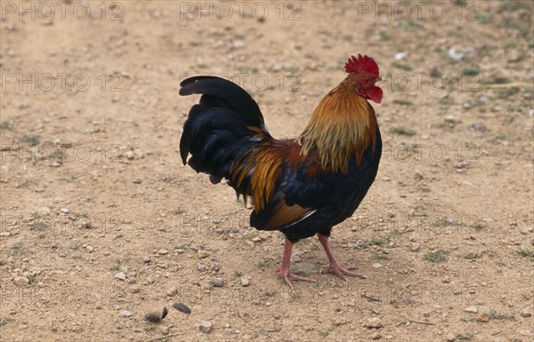 AGRICULTURE, Livestock, Poultry, Strutting cockerel scratching in yard.