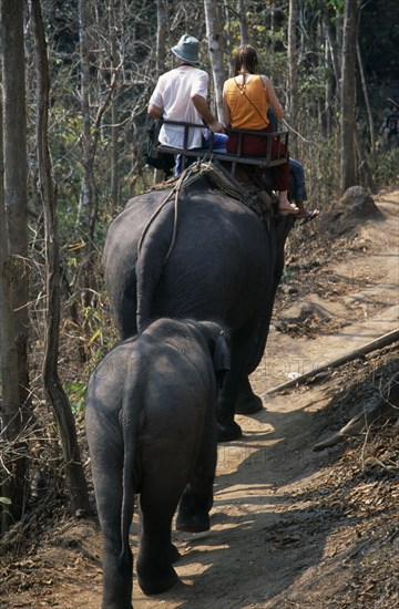 THAILAND, North, Chiang Mai, Young couple trekking on elephant through the jungle south of Chiang Mai with a baby elephant walking behind