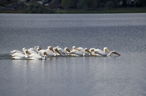 BIRDS, Massed, On Water, "USA, Florida.  American White Pelicans swimming in group."