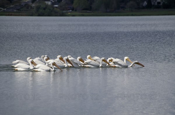 BIRDS, Massed, On Water, "USA, Florida. American White Pelicans swimming in group."