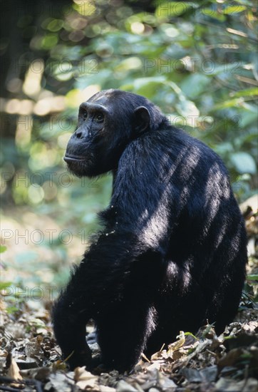 ANIMALS, Apes, Chimpanzee, "Tanzania, Mahale Mountains.  Male chimpanzee (Pan troglodites) seated on ground in dappled sunlight, head turned towards camera."