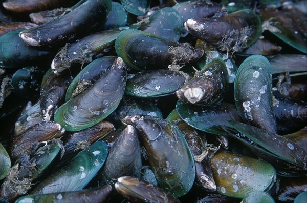 THAILAND, North, Chiang Mai, "Wholesale Food Market.  Green lipped mussels for sale, close view filling frame."