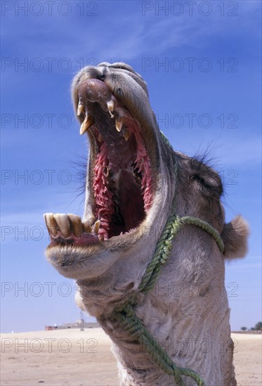 TUNISIA, Near Douz, Zaafrane, "Portrait of yawning or bellowing camel, wearing harness during the rutting season."