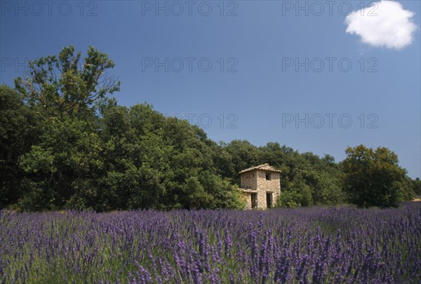 FRANCE, Provence Cote D Azur, Nr Digne-les-Bains, View over lavender field toward small stone building in the trees.