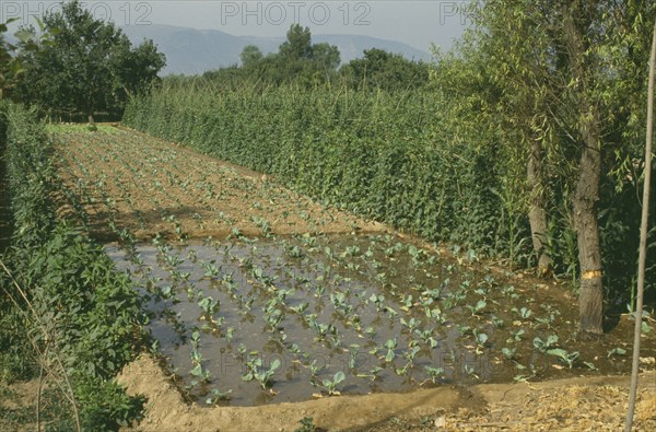 CHINA, Gansu,  Lanzhou, Irrigated fields with lines of crops growing on dry land and partial watered area.