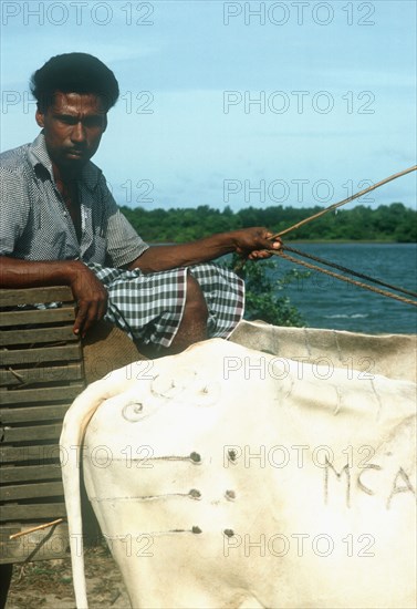 SRI LANKA , China Bay, Local man on ferry with ox cart.  Cropped view of oxen  decorative markings cut into hide.