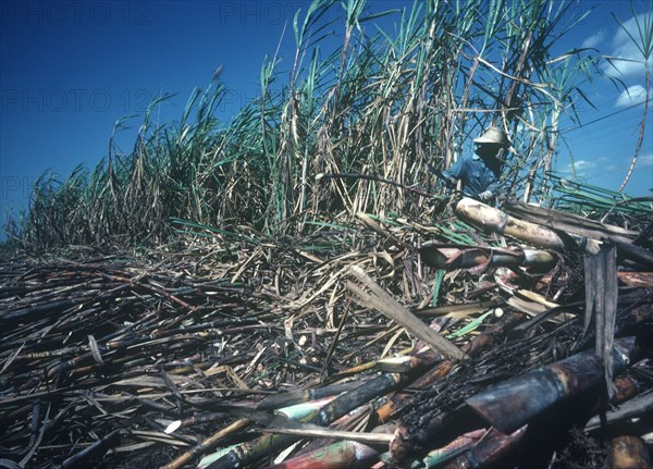 CUBA, Holguin, Sugar cane worker during the harvest