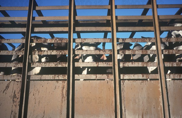 CUBA, Camaguey, Ciego de Avila, Cattle in a truck looking through the side railings