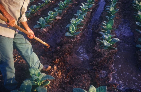 CUBA, Pinar del Rio, Male tobacco worker working with hoe during irrigation of field of young tobacco plants
