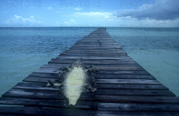 CUBA, Ciego de Avila, Cayo Guillermo, Caiman skin drying in the sun on an old wooden jetty  stretching out into clear light blue water