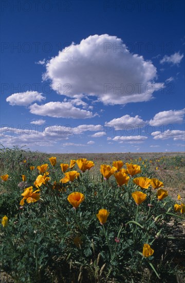 USA, Nevada, South of Bolder City, Bright yellow flowers in a field with white fluffy clouds in a blue sky