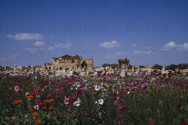 TUNISIA, Sbeitla, Roman ruins viewed across field of wild flowers