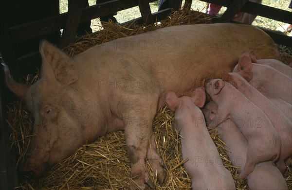FARMING, Livestock, Pigs, Sow lying down on straw in a barn with suckling piglets