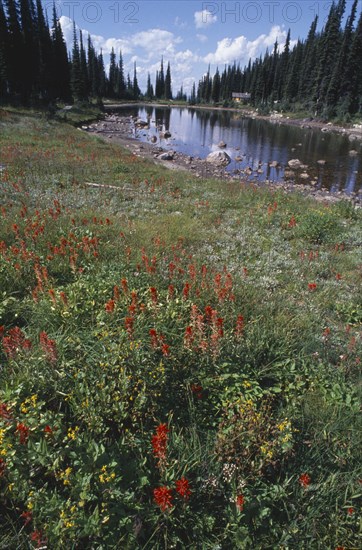 CANADA, Canadian Rockies, British Columbia, Mount Revelstoke National Park. View over wild flowers toward lake surrounded by trees