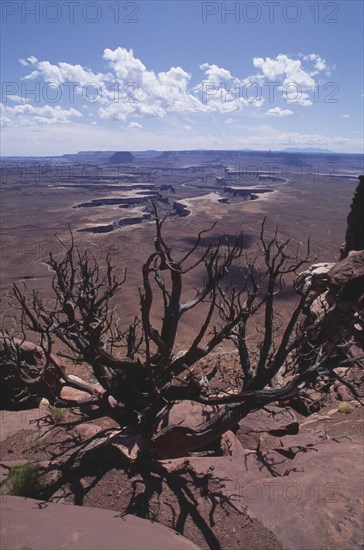 USA, Utah, Canyonlands National Park, View over dead tree looking down toward arid plain with shaped canyon in the centre and river at the bottom