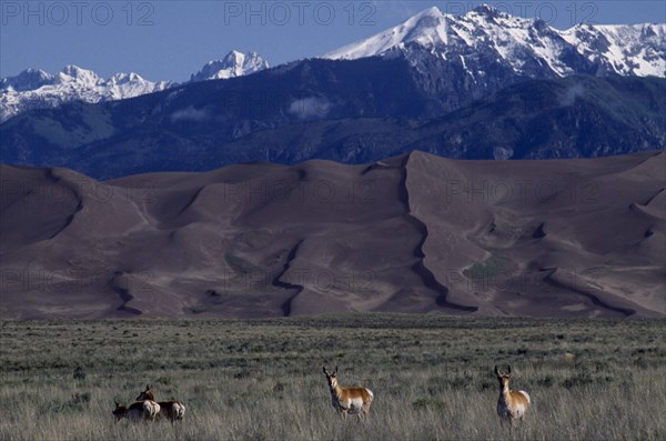 USA, Colorado, Saguache, Great Sand Dunes National Monument. Snow capped mountain landscape behind sand dunes with Pronghorn Antelope grazing in the foreground