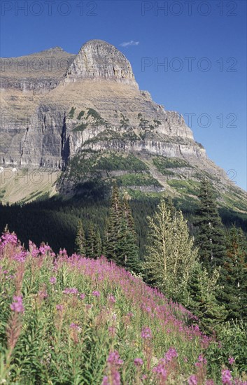 USA, Montana, Glacier National Park, View over forests toward rocky cliff with flowers in the foreground