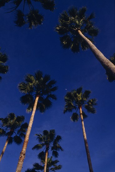 USA, Florida, View looking upwards at tall palm trees against a backdrop of blue sky