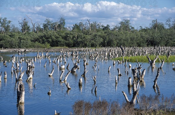 MEXICO, Yucatan, Celestun, Mangrove lagoon with dead branches protruding from the water.