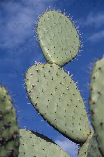 MEXICO, Teotihuacan, Close view of cacti.