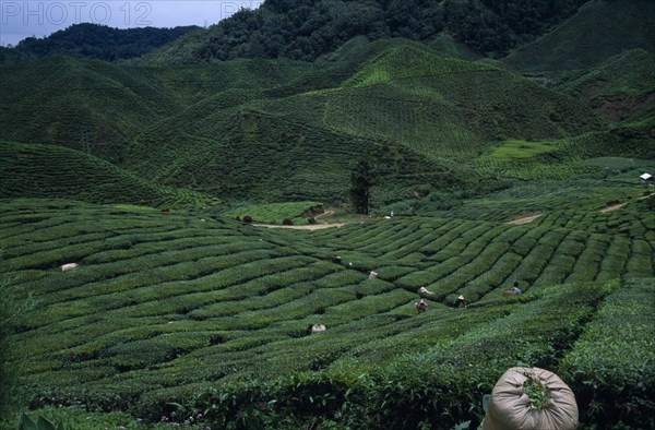 MALAYSIA, Cameron Highlands, Agriculture, View over Bharat tea plantation near Tanah Rata with distant pickers on lower slopes and sack of picked tea in the foreground.