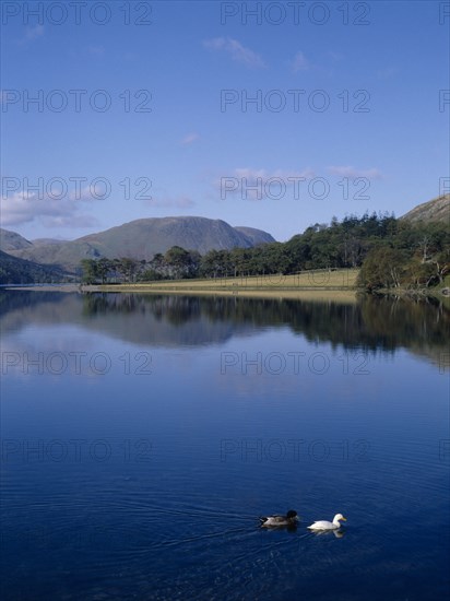 ENGLAND, Cumbria, Lake District, Buttermere.  View north-west with tree covered landscape reflected in lake and pair of ducks on water in the foreground.