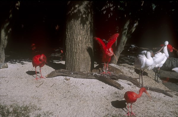 USA, Florida, Orlando, Walt Disney World Animal Kingdom. Group of Scarlet Ibis  and Spoonbill birds.