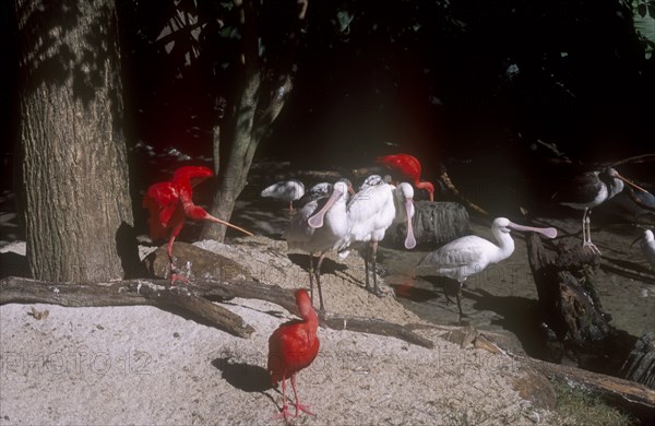USA, Florida, Orlando, Walt Disney World Animal Kingdom. Group of Scarlet Ibis  and Spoonbill birds.