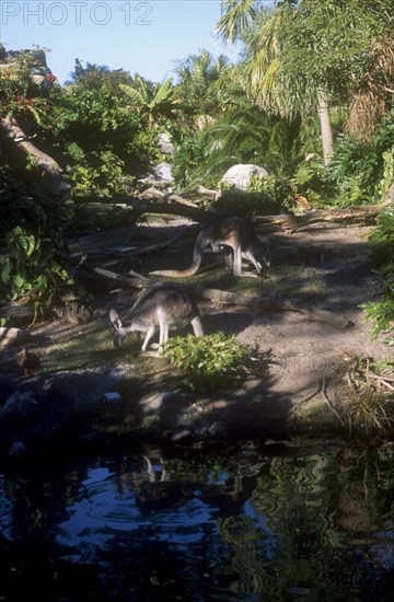 USA, Florida, Orlando, Walt Disney World Animal Kingdom. Kangaroos grazing in a shady clearing near a stream.