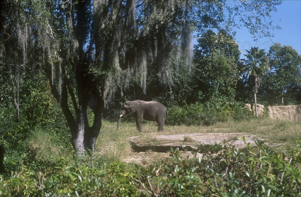USA, Florida, Orlando, Walt Disney World Animal Kingdom. Elephant standing in reserve with Spanish moss hanging from the tree in the foreground .