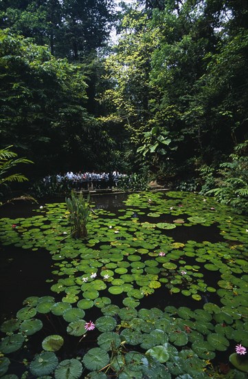 MALAYSIA, Penang, Georgetown, The Botanical Gardens lilly pond with visiting party of school children standing on bridge at far side.