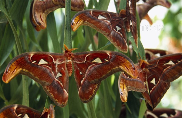 MALAYSIA, Penang, "Butterfly Farm. Atlas Moth the worlds largest moth species, close view of group with open wings on plant leaves."