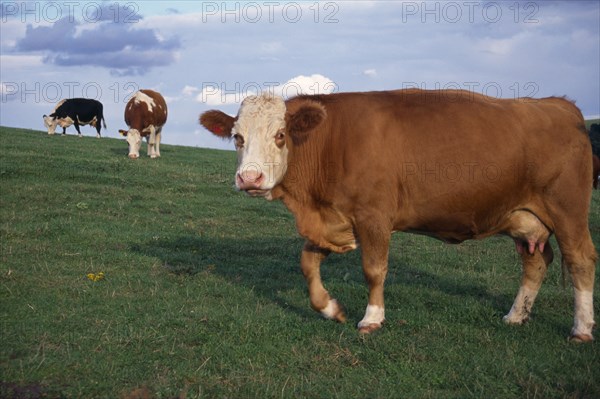 AGRICULTURE, Farming, Cattle, Cows in Sussex Field