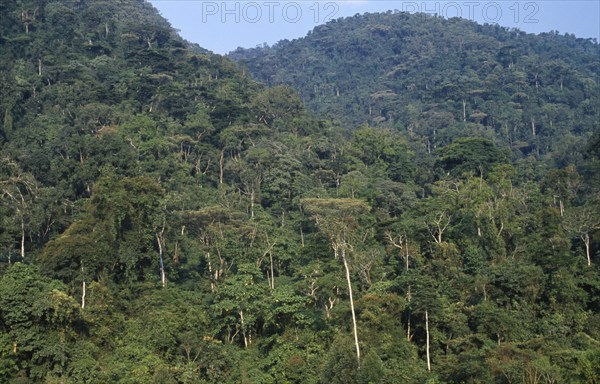 UGANDA, Bwindi , Impenetrable Forest