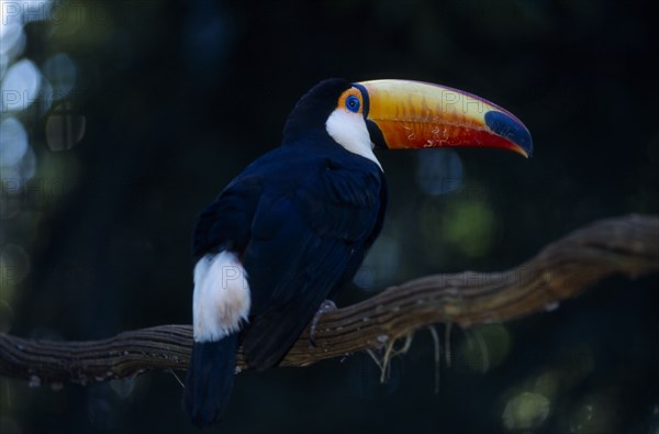 BRAZIL, Birds, Toucan, Toco Toucan (Ramphastos toco) on tree branch.