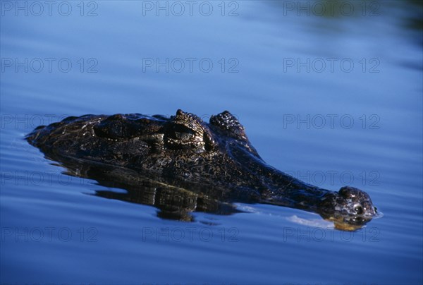 SEA LIFE , Crocodile,  Spectacled Caiman  Snout out of water in Brazil.