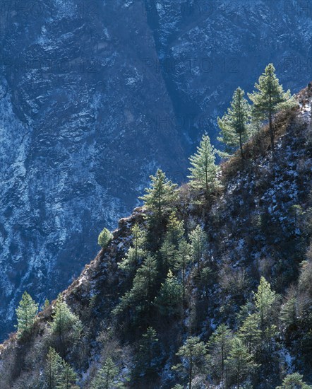 NEPAL, Everest National Park, General, Pine tree covered Himalayan mountain slopes.