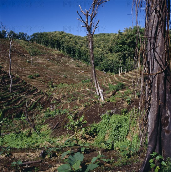 INDONESIA, Java West, Pangandaran, "Ciamis mahogany plantation in cleared forest,terraced,trees,saplings fgd "