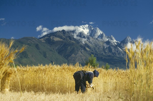 CHINA, Yunnan  , Lijiang, Woman reaping wheat below Mount Yulong near Tibet