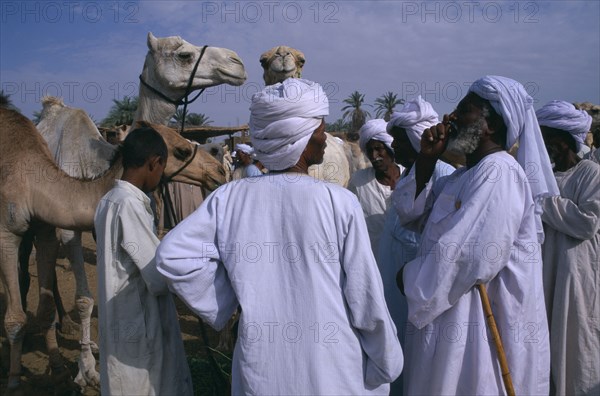 EGYPT, Upper Egypt, Daraw, Camel market with a man making a bid for a camel