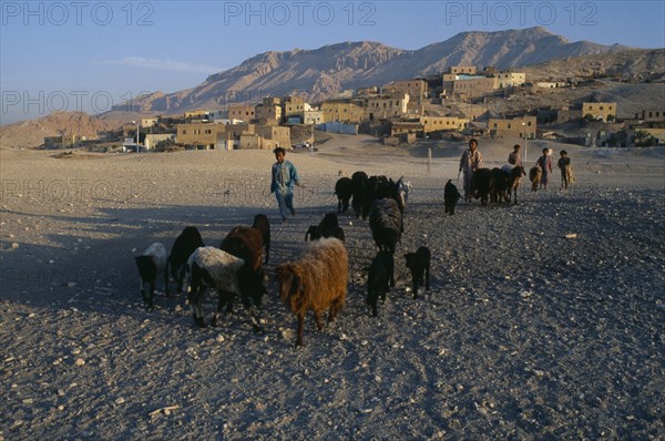EGYPT, Upper Egypt, Old Qurna, Children herding sheep away from the village and hills in the background