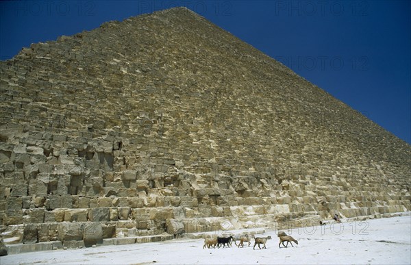 EGYPT, Cairo Area, Giza, The Pyramid of Cheops with goats walking past the base