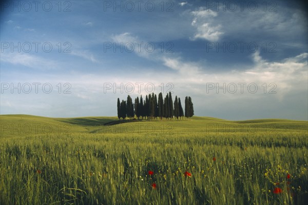 ITALY, Tuscany, Near San Quirco, Small  copse of tall Poplar trees on hill above green wheat with poppies